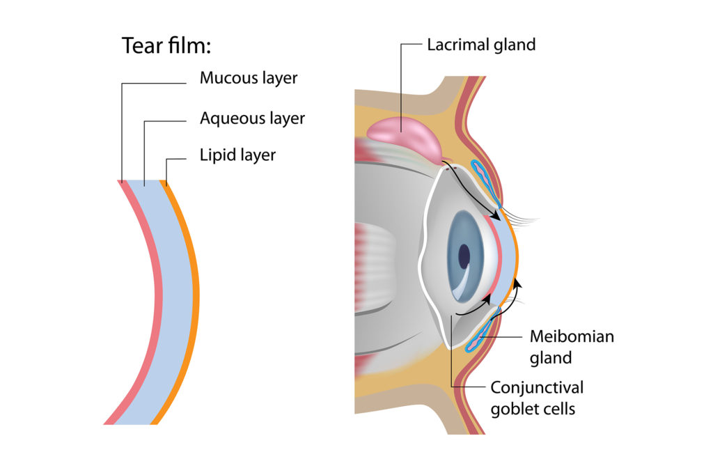 dry eyes tear film